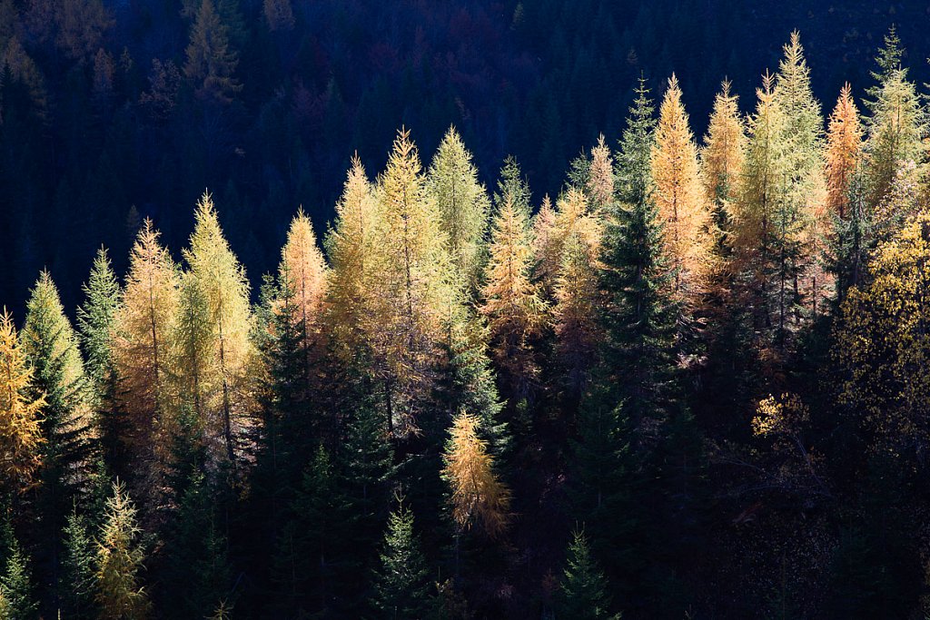 Lärchen auf der Amlacher Alm