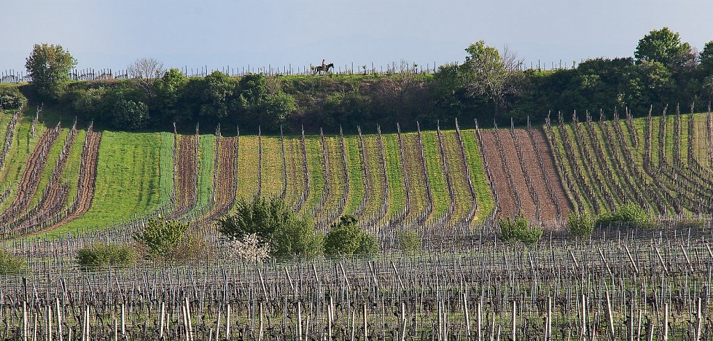 Weinberg Gumpoldskirchen II