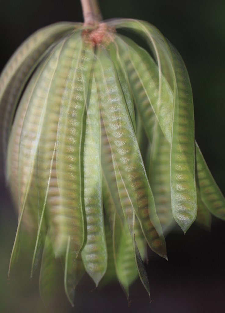 Tropische Erbsenfrucht